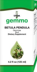 Betula pendula (bud)  Image